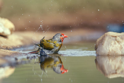 Close-up of bird in lake