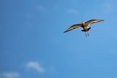 Low angle view of seagull flying in sky