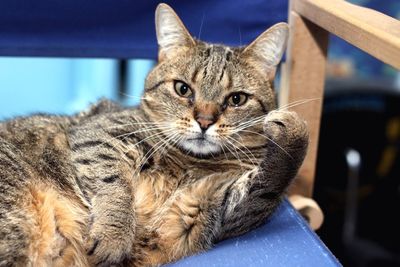 Close-up portrait of cat