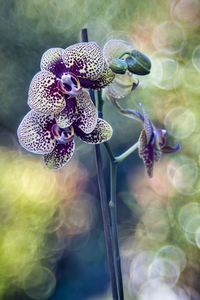 Close-up of honey bee on purple flowering plant