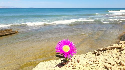Scenic view of sea and pink flowers on beach