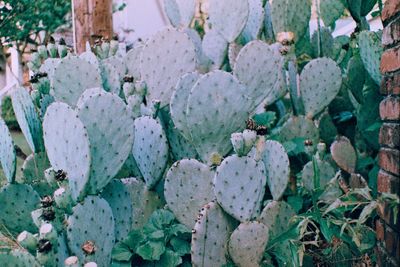 Full frame shot of succulent plants growing on field