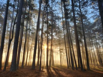 Trees in forest