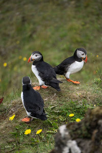 Birds perching on a field