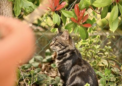 Cat looking away