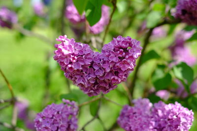 Close-up of purple flowering plant