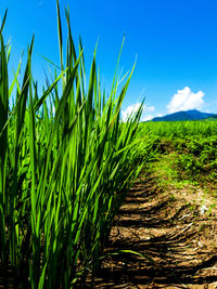 Plants growing on field against sky