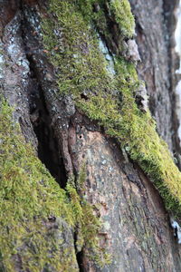 Close-up of moss on tree trunk