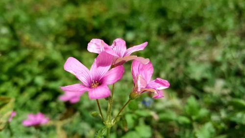 Close-up of pink flowering plant