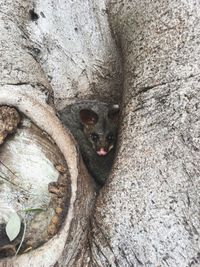 Portrait of cat lying on tree trunk