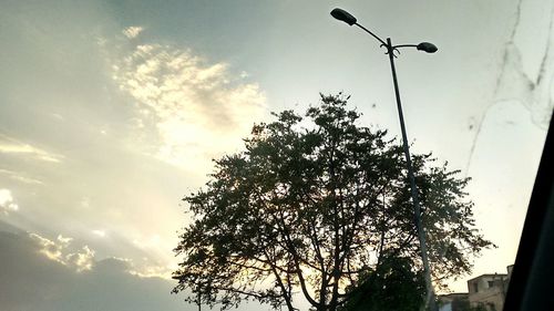 Low angle view of trees against sky