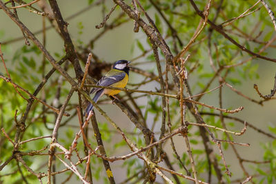 Close-up of bird perching on branch