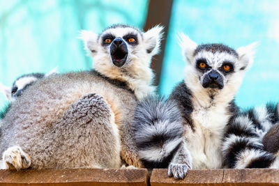 Low angle view of lemurs
