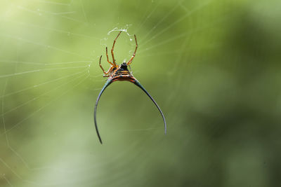 Long horned spider on web spider