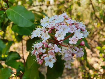 Close-up of flowering plant