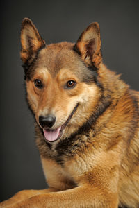 Close-up portrait of a dog