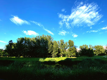 Trees on field against sky