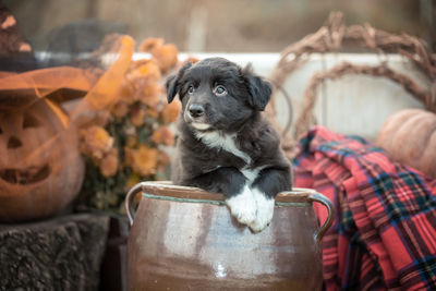 Close-up of dog