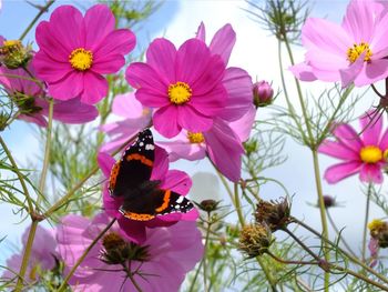 Close-up of bee on pink flowers