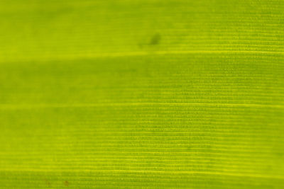 Full frame shot of green leaf