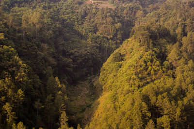 High angle view of trees in forest