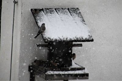 Close-up of crab on snow