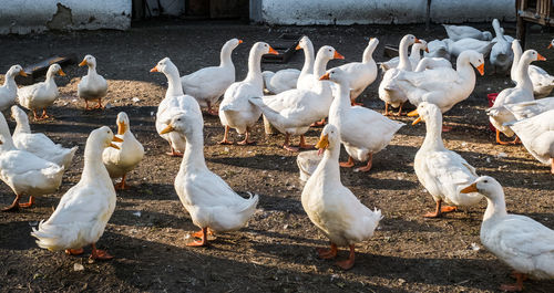 Domestic white goose on a rural farmyard on a autumn day