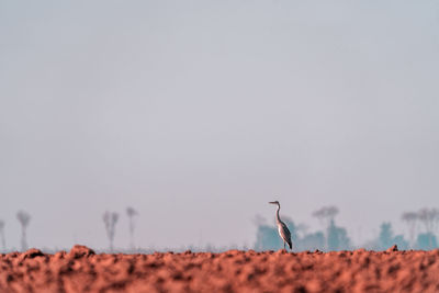 Bird flying over land against clear sky