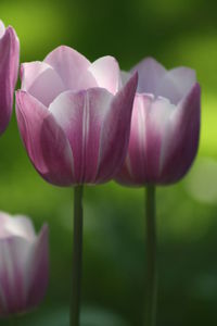 Close-up of pink tulip