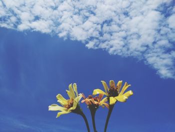 Low angle view of flowering plant against blue sky