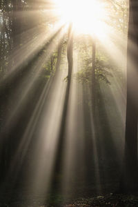 Sunlight streaming through trees in forest