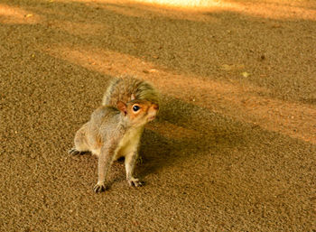 High angle portrait of small standing on land