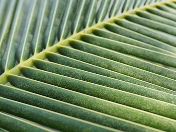 Full frame shot of palm leaves