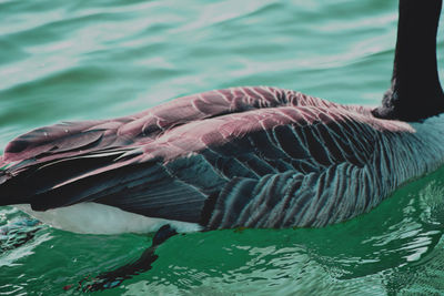 Close-up of duck swimming in sea