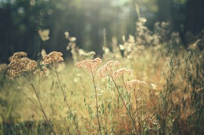 Close-up of flowering plants on land