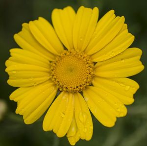 Close-up of yellow flower