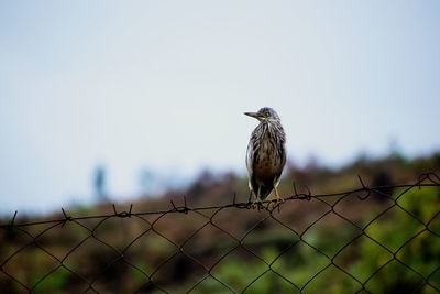 Low angle view of bird perching on chainlink fence against clear sky