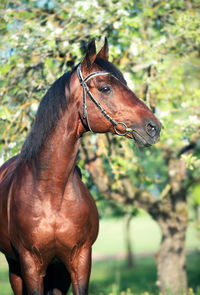 Close-up of a horse against blurred background