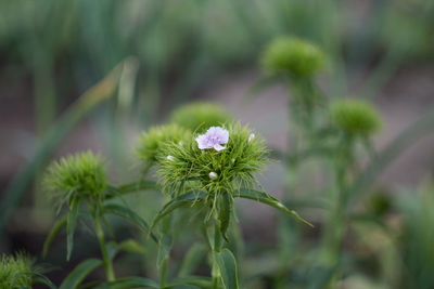 Close-up of flower blooming outdoors