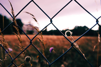 Plants seen through chainlink fence during sunny day