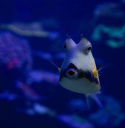 Close-up of fish swimming in aquarium