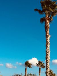 Low angle view of palm trees against blue sky