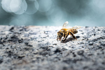 Close-up of bee