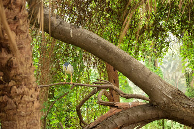 Bird perching on a tree