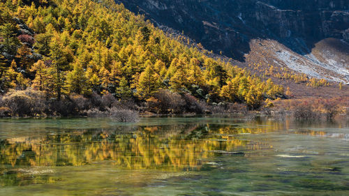 Yellow tree and water reflection in yading