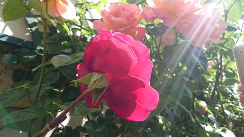 Close-up of pink rose