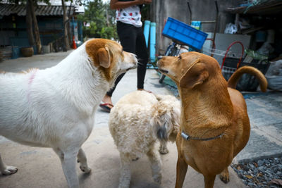 View of two dogs