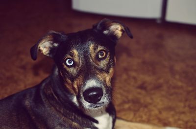 Close-up portrait of a dog