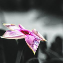 Close-up of wet pink flower