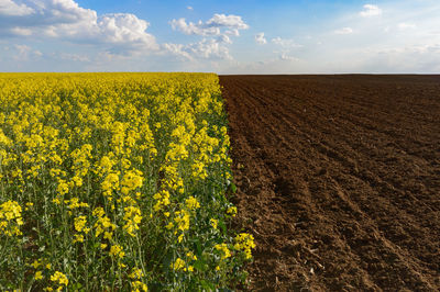 View of oilseed rape by dirt field against sky